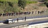 Unos 1.500 inmigrantes intentan entrar por Melilla y el Estrecho