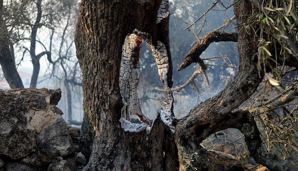 Verano trgico: los incendios de 2015 queman ms del doble de hectreas que los del ao pasado