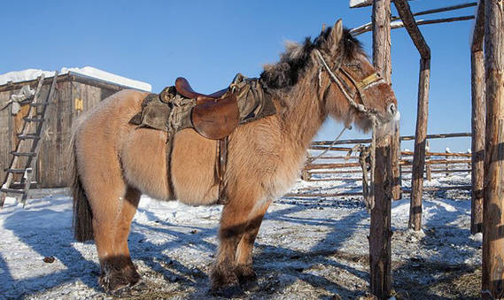 Un ejemplar de caballo de Yakutia. Wikimedia Commons / Maarten Takens