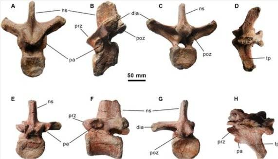 Algunos de los restos fsiles de la nueva especie de dinosaurio hallada en Morella, Castelln. PLoS ONE