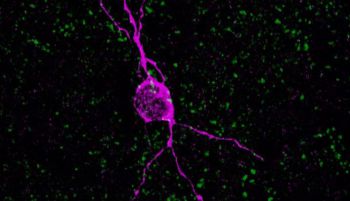 Descubren neuronas jóvenes en la corteza cerebral de humanos adultos