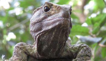 España participa en el mayor estudio sobre longevidad en reptiles y anfibios