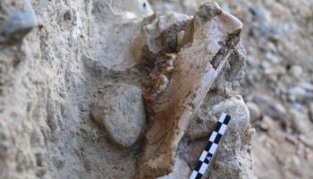 Restos de un tigre de dientes de sable de 1 millón de años en un yacimiento de Tarragona