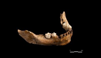 Descubiertos restos humanos de 15.000 años, los más antiguos del sur de Cataluña