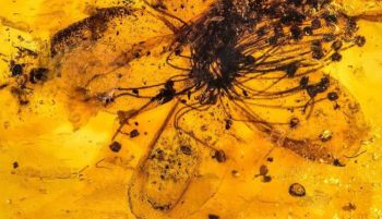 Descubierta la mayor flor atrapada en ámbar: 33 millones de años