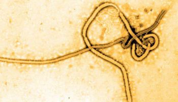 Anticuerpos humanos contra dos variedades del Ébola
