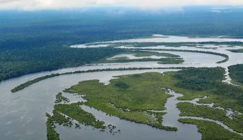 Más de un tercio de los bosques amazónicos se han degradado por el hombre
