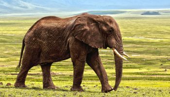 La extinción de los elefantes aceleraría el calentamiento global
