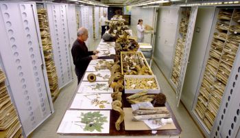 Museos de todo el mundo reclaman una colección global de historia natural