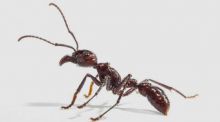 Un estudio publicado en Nature muestra que algunas hormigas transmiten neurotoxinas como las serpientes