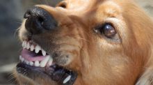El calor y la contaminación pueden aumentar las mordeduras de perro