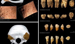 Hallan evidencias de canibalismo entre neandertales de las Cuevas del Toll de Moià