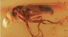 Descubren una nueva familia de insectos a partir de un fósil conservado en ámbar