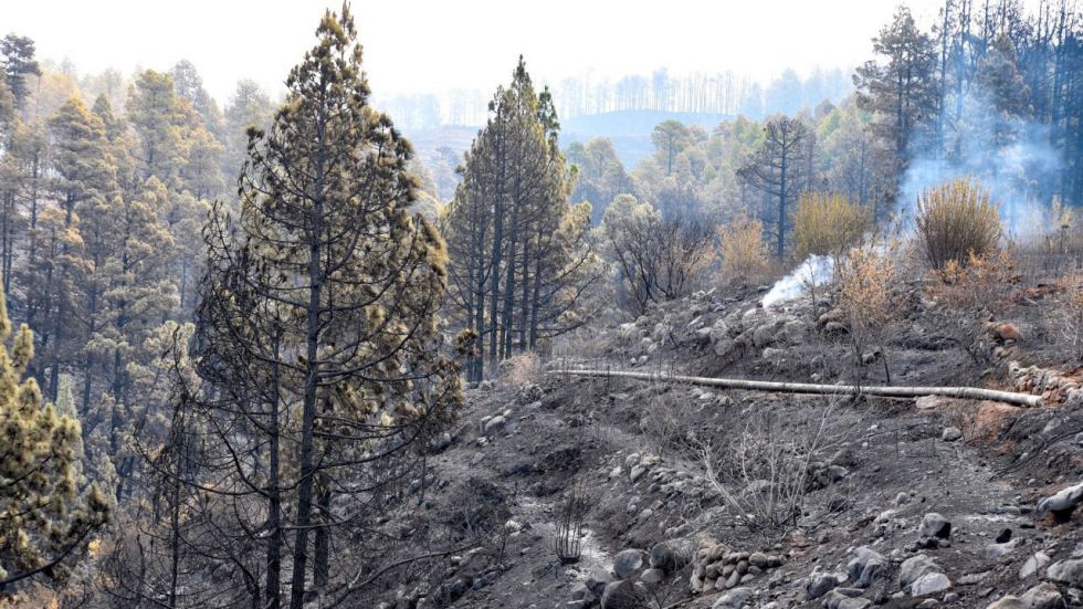 Incendio de La Palma: preocupa el foco dentro del Parque Nacional
