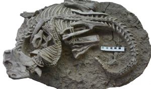 Un inusual fósil muestra la evidencia de un mamífero atacando a un dinosaurio
