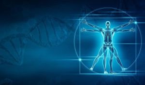 Identifican los genes que dieron forma al esqueleto humano para caminar erguido