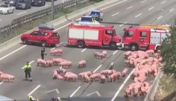 Un accidente de un camión cargado con cerdos provoca 14 km de cola en la AP-7 en Barcelona