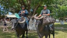 La Policía montada de Marajó patrulla de una forma exótica: en búfalo