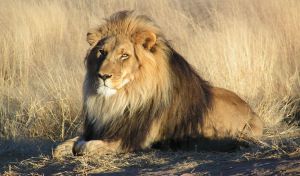 Los leones africanos a un paso de la extinción: un 90% menos de ejemplares