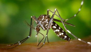 Alertan de la expansión 'desatada' del mosquito tigre en España por el calor