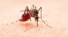 El mosquito tigre puede transmitir el chikungunya en clima templado