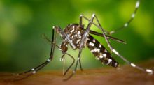Alertan de la expansión 'desatada' del mosquito tigre en España por el calor