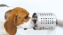 Perros entrenados detectan Covid-19 con más rapidez y precisión que las pruebas clínicas