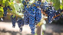 Santander lanza la Campaña Vitivinícola para impulsar los negocios de bodegas, cooperativas y viticultores