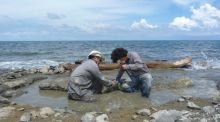 Encuentran en Panamá un fósil de tortuga con ADN, el segundo en la historia de los vertebrados