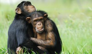 La conducta homosexual en mamíferos es más frecuente en especies sociales