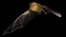 En el sistema inmune de los murciélagos puede estar la clave del cáncer
