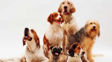 Revelan la diversidad canina gracias a una base de datos de ADN