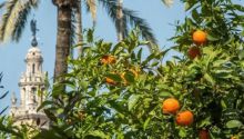 Sevilla recibe la mermelada elaborada por la Casa Real inglesa con naranjas del Alcázar