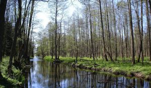 Los bosques europeos no eran tan densos como se cree antes de la llegada de los humanos