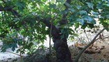 La higuera del poeta Miguel Hernández 'renace' en el Jardín Botánico