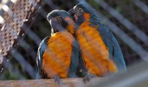 Nacen en Barcelona dos crías de guacamayo barba azul, especie en peligro de extinción