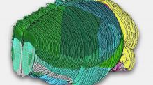 Primer atlas completo de las células del cerebro de un mamífero
