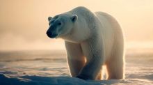 Imitan el aislamiento térmico del oso polar con aerogel