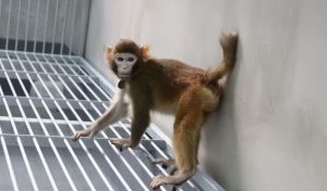 Científicos chinos consiguen clonar una segunda especie de primate: el mono rhesus