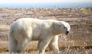 Los osos polares, en riesgo de inanición por el derretimiento del hielo marino