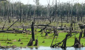 La mitad de los bosques amazónicos podría desaparecer para 2050
