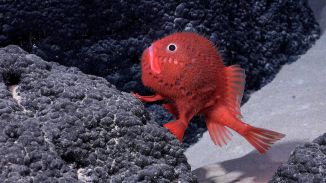 Descubren más de 100 nuevas especies en las profundidades marinas de Chile
