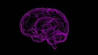 El cerebelo experimenta un proceso continuo de aprendizaje toda la vida