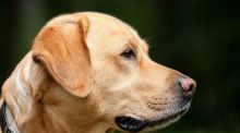 ¿Su Labrador Retreiver es insaciable? La causa está en la mutación de un gen