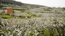 El Valle del Jerte resplandece en el inicio del Cerezo en Flor
