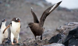 Científicos españoles descubren un brote masivo de gripe aviar en la Antártida