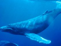 Una ballena jorobada se 'cuela' en el puerto de Santoña