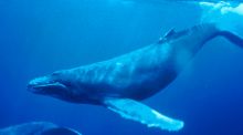 Una ballena jorobada se 'cuela' en el puerto de Santoña