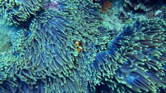 Los océanos están sufriendo un blanqueo masivo de los corales a nivel global