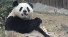 Una nueva pareja de pandas llegará al Zoo de Madrid a finales de este mes de abril